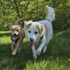 SAYA - geb. ca. 05/2024 - Mischling