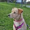 SAYA - geb. ca. 05/2024 - Mischling