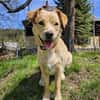 SAYA - geb. ca. 05/2024 - Mischling