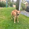 Jule sucht neues Zuhause