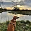 Jule sucht neues Zuhause