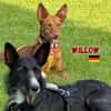 Willow - Hündin mit großem Herz