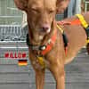 Willow - Hündin mit großem Herz