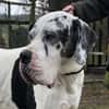 Carlo - souveräne Doggenfans gesucht