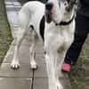 Carlo - souveräne Doggenfans gesucht