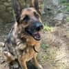 Muchtar, Schäferhund mit Ausbildung