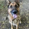 Muchtar, Schäferhund mit Ausbildung