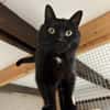 Schwarzer Kater -Kleiner Donner-
