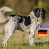 Boubis Notfall -  Wachsamer Begleiter
