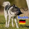 Boubis Notfall -  Wachsamer Begleiter