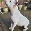 Prinzessin Diva sucht tierfreie Zone