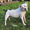 Prinzessin Diva sucht tierfreie Zone