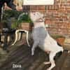 Prinzessin Diva sucht tierfreie Zone