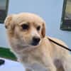 Nacho, liebenswertes Zwerglein sucht