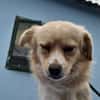 Nacho, liebenswertes Zwerglein sucht