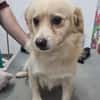 Nacho, liebenswertes Zwerglein sucht