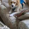 Nacho, liebenswertes Zwerglein sucht