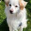Schmusefreund TY sucht seine Familie