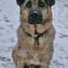 Lieber LORCC sucht liebes Zuhause