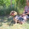 Yoyo, treuer Yorkshireterriermix ca. 5 J