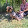 Yoyo, treuer Yorkshireterriermix ca. 5 J