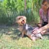 Yoyo, treuer Yorkshireterriermix ca. 5 J