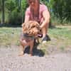 Yoyo, treuer Yorkshireterriermix ca. 5 J
