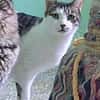 Rocky, stattlicher Schmusekater, ca. 4 J