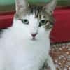 Rocky, stattlicher Schmusekater, ca. 4 J