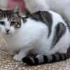 Rocky, stattlicher Schmusekater, ca. 4 J