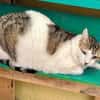 Rocky, stattlicher Schmusekater, ca. 4 J