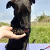 Ricky ein toller Labbymix