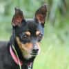 Polly - wartet im Canile Tortoli, IT