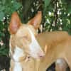Xenon - Bildschöner Podenco