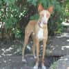Xenon - Bildschöner Podenco
