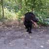Matteo, aufgeweckter Hundejunge, ca. 9 M