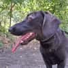 Matteo, aufgeweckter Hundejunge, ca. 9 M