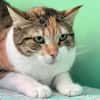 Lucky, ausgeglichene Katzenlady, ca. 5 J