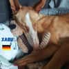 Xabu - Bildschöner Podenco