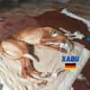Xabu - Bildschöner Podenco