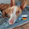 Xabu - Bildschöner Podenco
