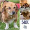 SOX *liebt Menschen, möchte dabei sein