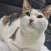 Griss - Glückkatze sucht ihr Familie