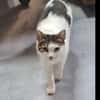 Griss - Glückkatze sucht ihr Familie