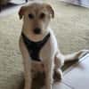 Lana, sucht dringend ein Zuhause