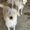 Lana, sucht dringend ein Zuhause
