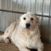 Lana, sucht dringend ein Zuhause