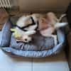 Lana, sucht dringend ein Zuhause