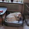 Lana, sucht dringend ein Zuhause