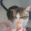 Jacou